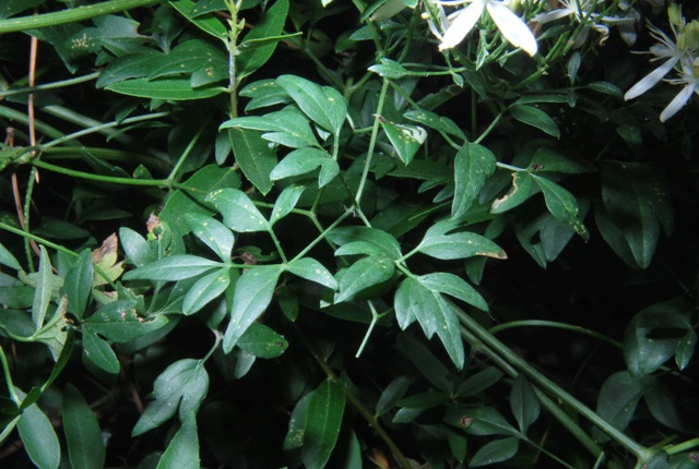 Clematis flammula